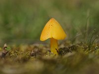 Hygrocybe acutoconica 1, Puntmutswasplaat, Saxifraga-Luuk Vermeer