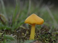 Hygrocybe acutoconica 5, Puntmutswasplaat, Saxifraga-Luuk Vermeer