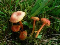 Hygrocybe cantharellus