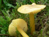 Hygrocybe chlorophana