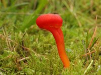 Hygrocybe coccinea, Scarlet Waxcap