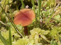 Hygrocybe coccineocrenata 1, Veenmosvuurzwammetje, Saxifraga-Willem van Kruijsbergen