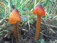 Hygrocybe conica 1, Zwartwordende wasplaat, Saxifraga-Jan van der Straten