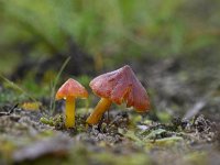 Hygrocybe conica 11, Zwartwordende wasplaat, Saxifraga-Luuk Vermeer