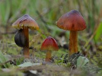 Hygrocybe conica 15 Zwartwordende wasplaat, Saxifraga-Luuk Vermeer