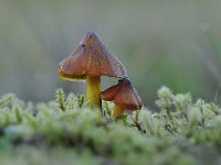 Hygrocybe conica 16, Zwartwordende wasplaat, Saxifraga-Luuk Vermeer