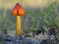 Hygrocybe conica 17, Zwartwordende wasplaat, Saxifraga-Luuk Vermeer