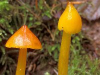 Hygrocybe conica 2, Zwartwordende wasplaat, Saxifraga-Jan de Laat