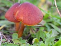 Hygrocybe conica 21, Zwartwordende wasplaat, Saxifraga-Tom Heijnen