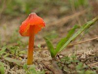 Hygrocybe conica 3, Zwartwordende wasplaat, Saxifraga-Jaap Schelvis