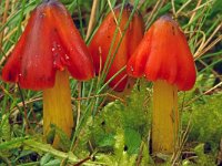 Hygrocybe conica 6, Zwartwordende wasplaat, Saxifraga-Lucien Rommelaars