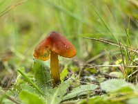 Hygrocybe conica 9, Zwartwordende wasplaat, Saxifraga-Luuk Vermeer