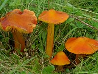 Hygrocybe conica var conica 8, Zwartwordende wasplaat, Saxifraga-Lucien Rommelaars