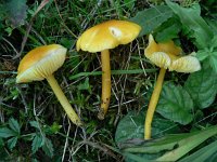 Hygrocybe flavescens