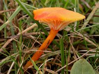 Hygrocybe insipida 1, Kabouterwasplaat, Saxifraga-Peter Meininger