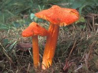 Hygrocybe intermedia, Fibrous Waxcap