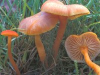 Hygrocybe miniata, Vermilion Waxcap