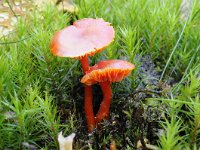 Hygrocybe miniata 11, Gewoon vuurzwammetje, Saxifraga-Luuk Vermeer