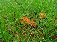 Hygrocybe miniata 18, Gewoon vuurzwammetje, Saxifraga-Hans Hogenhuis