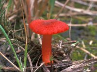 Hygrocybe miniata 2, Gewoon vuurzwammetje, Saxifraga-Jan van der Straten