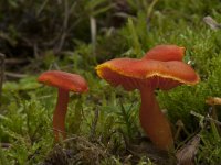 Hygrocybe miniata var miniata 4, Gewoon vuurzwammetje, Saxifraga-Willem van Kruijsbergen