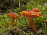 Hygrocybe miniata var miniata 5, Gewoon vuurzwammetje, Saxifraga-Willem van Kruijsbergen