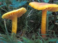 Hygrocybe obrussea