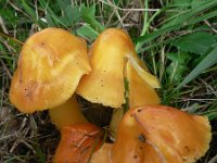 Hygrocybe cf persistens 1, Puntmutswasplaat, Saxifraga-Jan Willem Jongepier