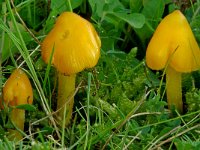 Hygrocybe persistens 2, Puntmutswasplaat, Saxifraga-Lucien Rommelaars