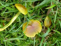 Hygrocybe psittacina