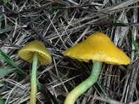 Hygrocybe psittacina 3, Papegaaizwammetje, Saxifraga-Jan Willem Jongepier