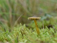 Hygrocybe psittacina 5, Papegaaizwammetje, Saxifraga-Luuk Vermeer