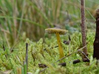 Hygrocybe psittacina 6, Papegaaizwammetje, Saxifraga-Luuk Vermeer