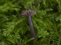 Hygrocybe viola