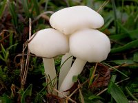 Hygrocybe virginea, Snowy Waxcap