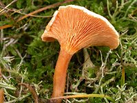 Hygrophoropsis aurantiaca, Dung Roundhead