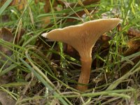 Hygrophoropsis aurantiaca 10, Valse hanenkam, Saxifraga-Willem van Kruijsbergen