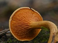 Hygrophoropsis aurantiaca 12, Valse hanenkam, Saxifraga-Luuk Vermeer