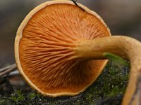 Hygrophoropsis aurantiaca 2, Valse hanenkam, Saxifraga-Luuk Vermeer