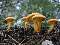 Hygrophoropsis aurantiaca 4, Valse hanenkam, Saxifraga-Luuk Vermeer