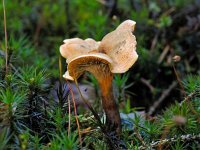 Hygrophoropsis aurantiaca 9, Valse hanekam, Saxifraga-Ab H Baas