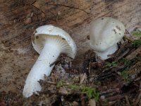 Hygrophorus agathosmus, Almond Woodwax