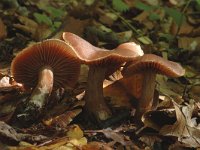 Hygrophorus capreolarius