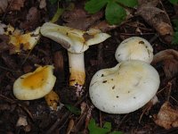 Hygrophorus chrysodon 1, Goudgerande slijmkop, Saxifraga-Jan Willem Jongepier