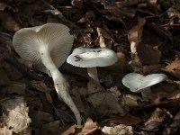 Hygrophorus discoxanthus 1, Verkleurende slijmkop, Saxifraga-Willem van Kruijsbergen