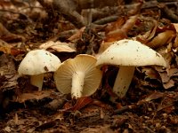 Hygrophorus eburneus 5, Ivoorzwam, Saxifraga-Jan van der Straaten