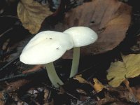 Hygrophorus eburneus 7, Ivoorzwam, Saxifraga-Jan de Laat