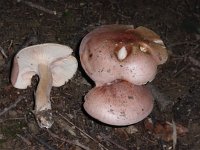 Hygrophorus erubescens 1, Roodgevlekte slijmkop, Saxifraga-Jan Willem Jongepier