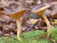 Hygrophorus hypothejus, Herald of Winter