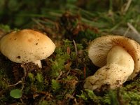 Hygrophorus nemoreus, Oak Woodwax